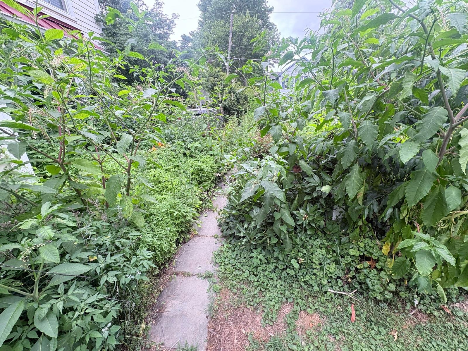 Garden before renovation